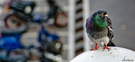 Los pájaros y tu moto, una buena diana dependiendo del color