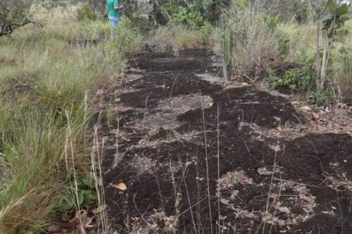 Pegadas de dinossauro. Créditos:JPavani