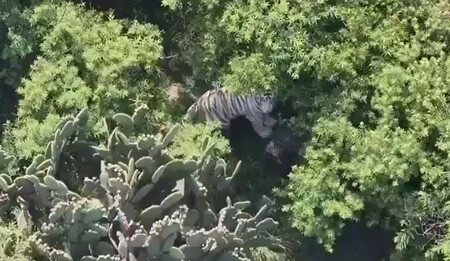 Tigre Escapa Edomex
