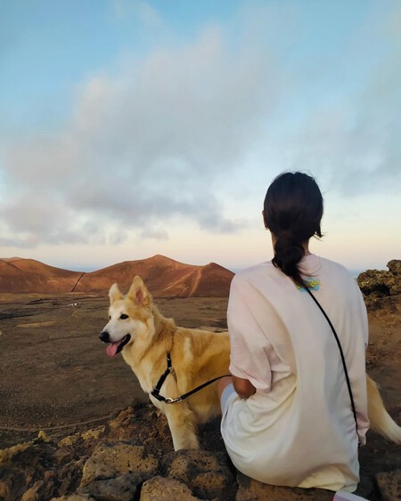 Perros Hijos Sustitutos