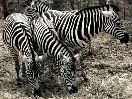 Algunos consejos para fotografiar animales (no domésticos)