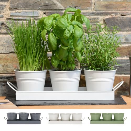 Maceta para Hierbas Plantas de Interior