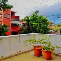 No hay excusa para tener el balcón o la terraza sin árboles. Estas seis especies son pequeñas, viven bien en maceta y quedan preciosas