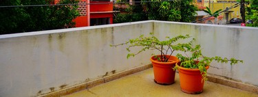 No hay excusa para tener el balcón o la terraza sin árboles. Estas seis especies son pequeñas, viven bien en maceta y quedan preciosas