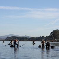 Ante el marisco de Portugal y Marruecos, los pescadores gallegos están empezando a hacer algo: soltar su producto al mar