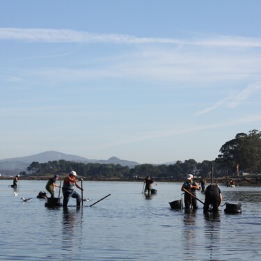 Ante el marisco de Portugal y Marruecos, los pescadores gallegos están empezando a hacer algo: soltar su producto al mar