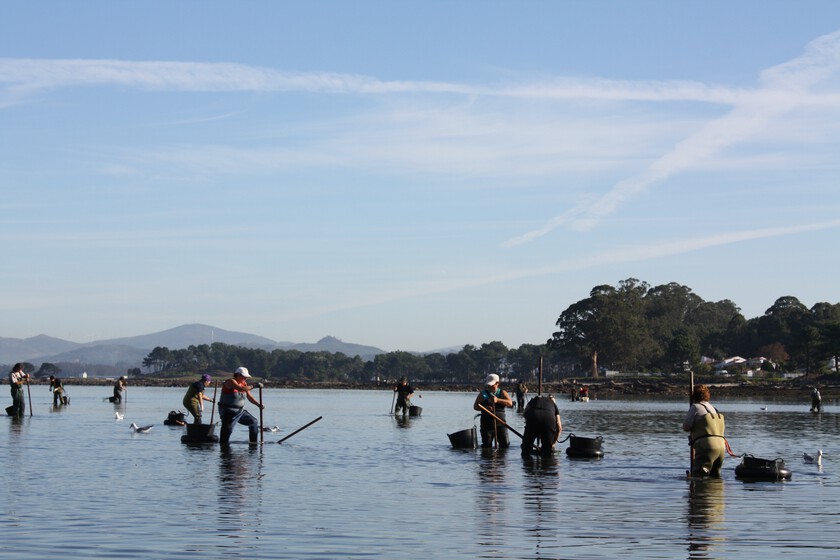 En Galicia los mariscadores están capturando almejas para luego devolverlas al mar. Hay un motivo y está en Canadá