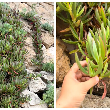 La planta de bonitas flores que está dañando las costas españolas: “Desplaza a la flora nativa” 
