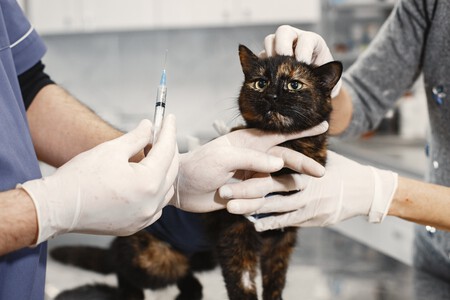 Un gato en un veterinario