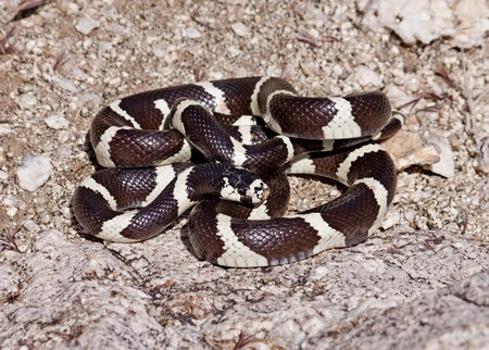 Una serpiente americana está acabando con dos lagartos autóctonos canarios: el último efecto de la moda de las mascotas exóticas