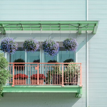 Cuatro plantas que ayudan a mejorar el ambiente en terrazas: son fáciles de cuidar y refrescan el ambiente