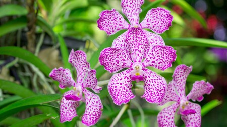 Orquidea Bailarina