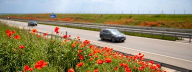 Los biólogos coinciden: segar menos las cunetas de las carreteras aumenta un 45 % la supervivencia de las abejas