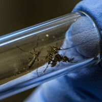 Top 10 da Nature: quem é o cientista brasileiro que entrou para a elite da ciência mundial criando uma "fábrica de mosquitos" 