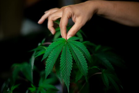 Marihuana