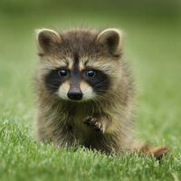 España lleva desde el Imperio Romano introduciendo animales híbridos y especies invasoras con un único objetivo: poder cazarlas
