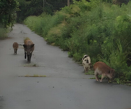 Jabalí híbrido con ascendencia porcina doméstica en la zona de evacuación de Fukushima (IMAGEN)