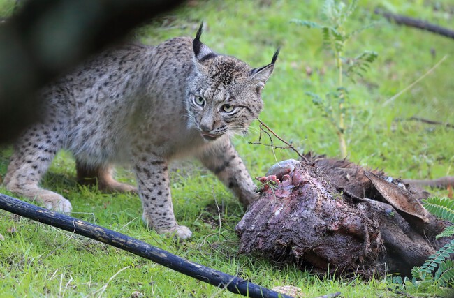 Lince enfadado