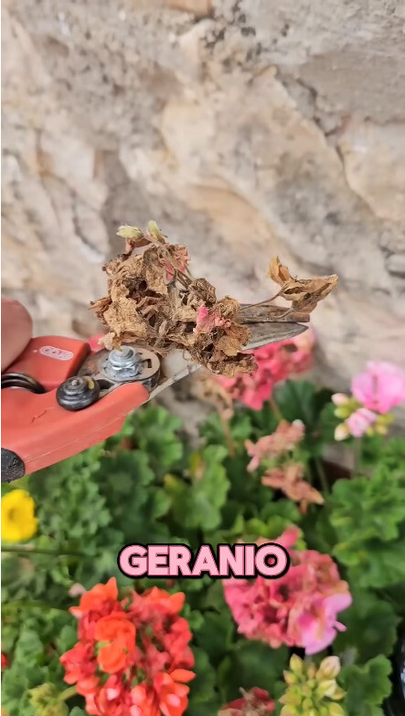 geranio