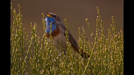 Cómo el sonógrafo revolucionó nuestra comprensión del sonido de los pájaros cuando cantan