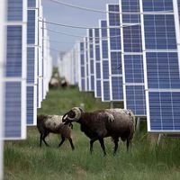 Eles só queriam energia, mas alteraram a natureza: o 'efeito colateral' impensável da megaobra chinesa que cobriu o deserto com painéis solares 