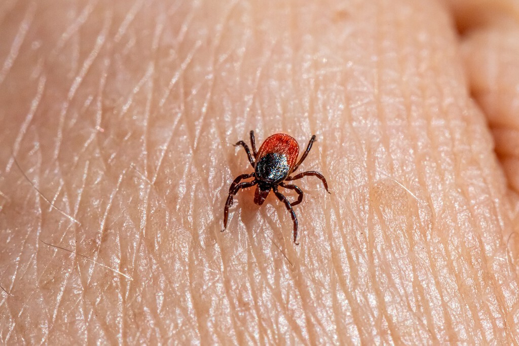 La plaga de garrapatas se extiende por España: estas son las regiones afectadas y qué podemos hacer para evitarlas