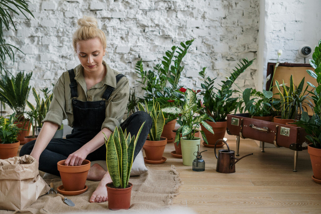 Estas son las cuatro plantas de interior con más resistencia y belleza (y duran todo el año)
