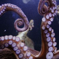 El secreto más íntimo de los pulpos: su 'brazo amatorio' no solo fecunda, también saborea a la hembra