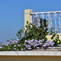 Lidl tiene la celosía que dará un lavado de imagen total a tu jardín por menos de 10 euros 