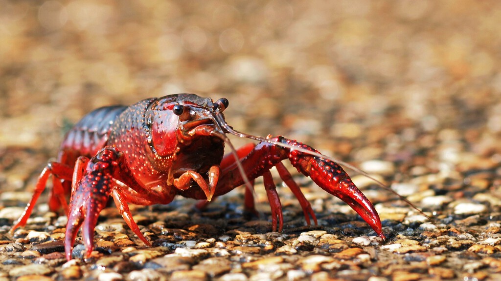 En 1974, España importó dos toneladas de cangrejo rojo americano para acuicultura: 50 años después, la especie es imposible de erradicar