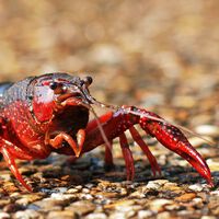 En 1974, España importó dos toneladas de cangrejo rojo americano para acuicultura: 50 años después, la especie es imposible de erradicar