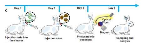 Proceso Prueba Robots Animales