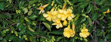 Si buscas cubrir una pared fea o una celosía triste, esta planta trepadora de rápido crecimiento es lo que necesitas