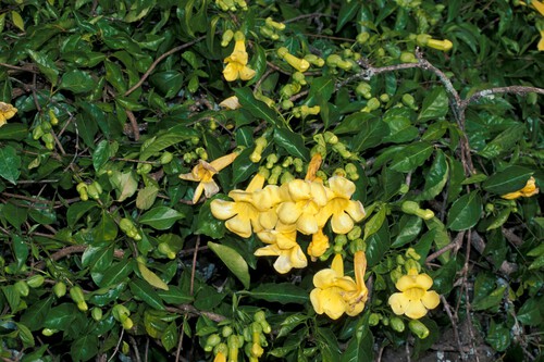 Uña de gato (Dolichandra unguis-cati)