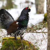 Tras gastar cientos de miles de euros, Francia se rinde con el urogallo. El problema para España es que no puede permitirse hacer lo mismo 