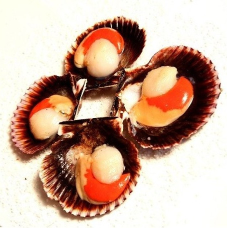 Zamburiñas - 6 unidades