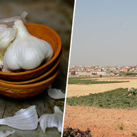 España es una de las mayores potencias mundiales del ajo, pero ahora su principal granero está en crisis: Cuenca