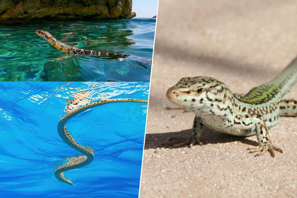 Resulta que hay serpientes terrestres invasoras que se echan al mar desde Ibiza. Y están aniquilando una lagartija única