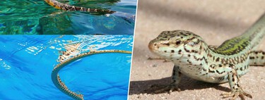 Resulta que hay serpientes terrestres invasoras que se echan al mar desde Ibiza. Y están aniquilando una lagartija única