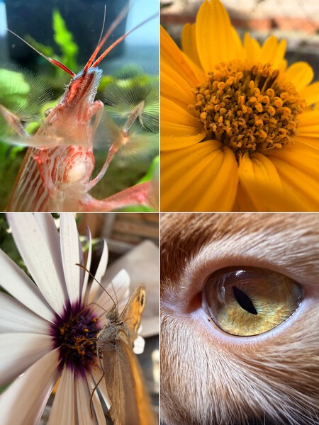 Macro Iphone 17 Pro Max