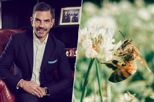 Kapur Y Las Abejas