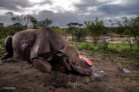 Ésta es la trágica imagen ganadora de Wildlife Photographer of the Year de 2017