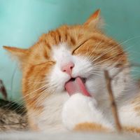 Todo listo para el London Catfest 2019, el festival más adorable del mundo 