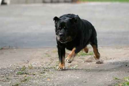 Qué hacer si un perro nos quiere atacar cuando salimos a correr