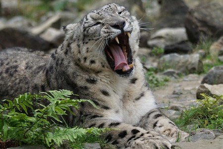 Leopardo bostezando.