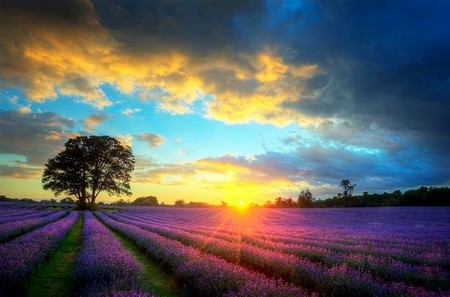 Mayfield Lavender Farm Campo Lavanda 3