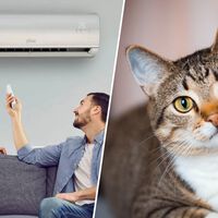 Los veterinarios tienen una explicación: si tu gato desaparece cada vez que pones el aire acondicionado, el problema no es el aparato en sí