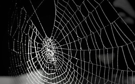 ¿Es la aracnofobia innata?