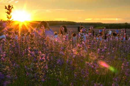 Lavanda