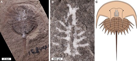 Gracias a un mineral, este cangrejo herradura de 310 millones de años ha conservado un cerebro extraordinariamente intacto